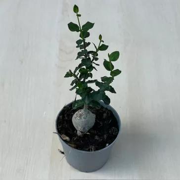 Fockea edulis