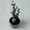 Fockea edulis