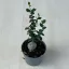 Fockea edulis