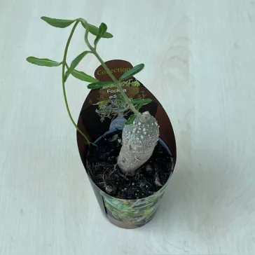 Fockea edulis