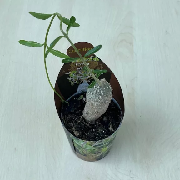 Fockea edulis