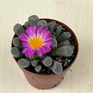Frithia pulchra