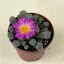 Frithia pulchra