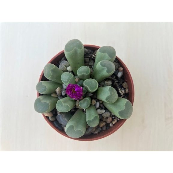 Frithia pulchra