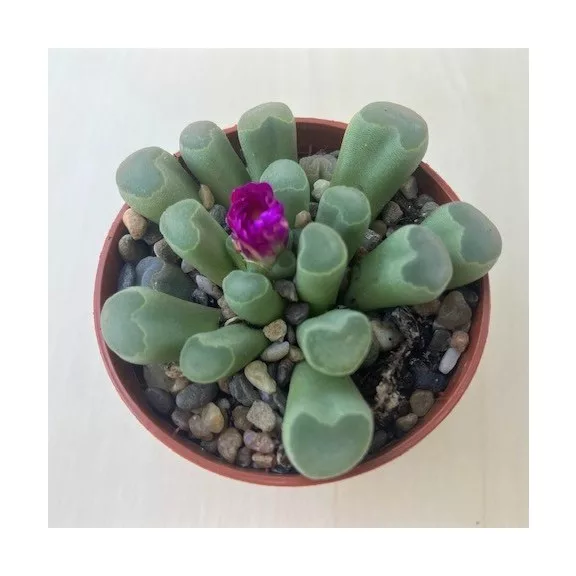 Frithia pulchra