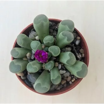 Frithia pulchra