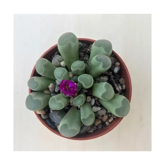 Frithia pulchra