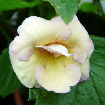 Mesevirág 'Golden Lady'