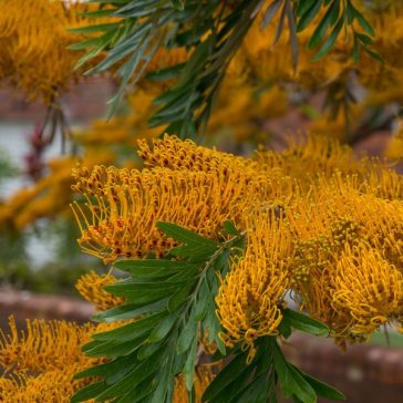 Ausztrál selyemtölgy - Grevillea robusta