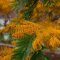Ausztrál selyemtölgy - Grevillea robusta