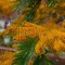 Ausztrál selyemtölgy - Grevillea robusta
