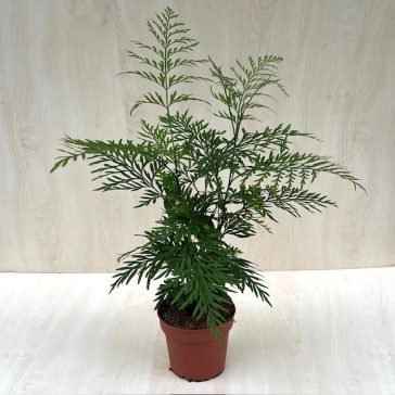 Ausztrál selyemtölgy - Grevillea robusta