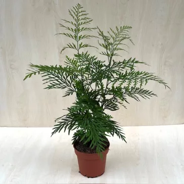 Ausztrál selyemtölgy - Grevillea robusta
