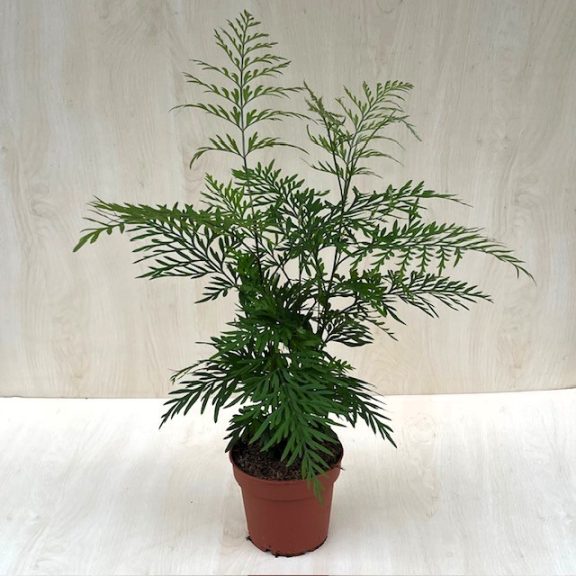 Ausztrál selyemtölgy - Grevillea robusta
