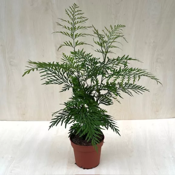 Ausztrál selyemtölgy - Grevillea robusta