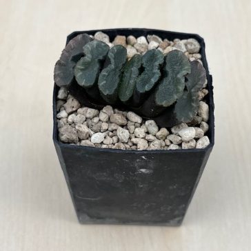 Haworthia truncata hybrid