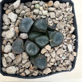 Haworthia maughanii 'BIG MIRROR'