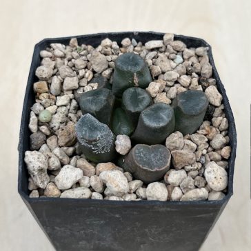 Haworthia maughanii 'BIG MIRROR'
