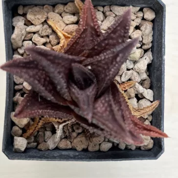 Haworthia 'Onigawara' H. nigra x H. koelmaniorum