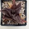 Haworthia 'Onigawara' H. nigra x H. koelmaniorum