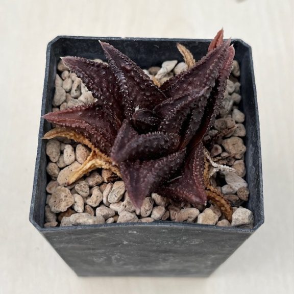 Haworthia 'Onigawara' H. nigra x H. koelmaniorum