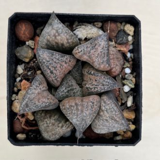 Haworthia splendens 'HANA AOI'