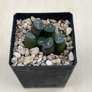 Haworthia maughanii 'CINDERELLA'