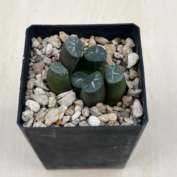 Haworthia maughanii 'CINDERELLA'