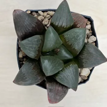 Haworthia springbokvlakensis 'DEVI'