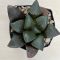 Haworthia springbokvlakensis 'DEVI'