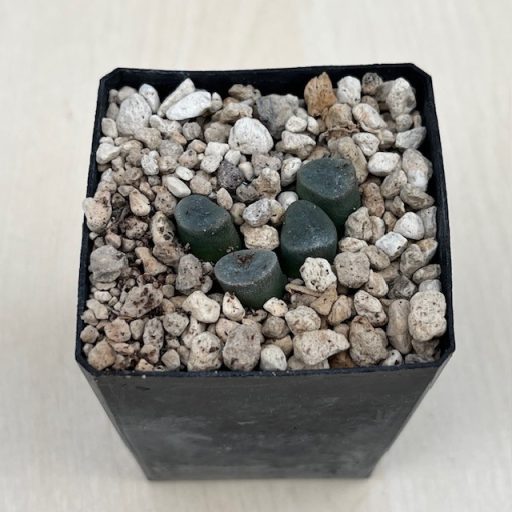 Haworthia maughanii 'HAKUGIN LENS'