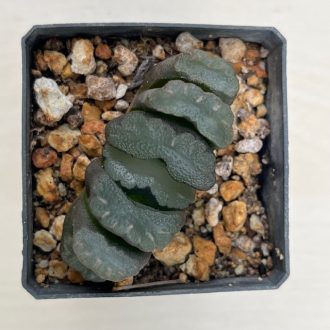 Haworthia truncata 'KIGANJOU'
