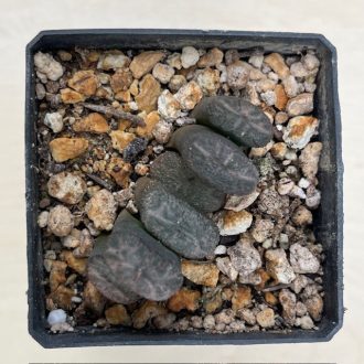   Haworthia truncata 'White Form' Selected 'White Form' from Steve Hammer Ex F. Greinier