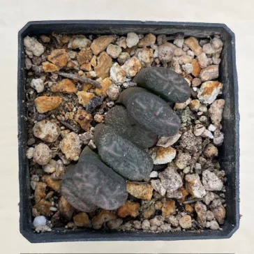   Haworthia truncata 'White Form' Selected 'White Form' from Steve Hammer Ex F. Greinier