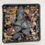 Haworthia splendens 'YUKI KESHIKI'