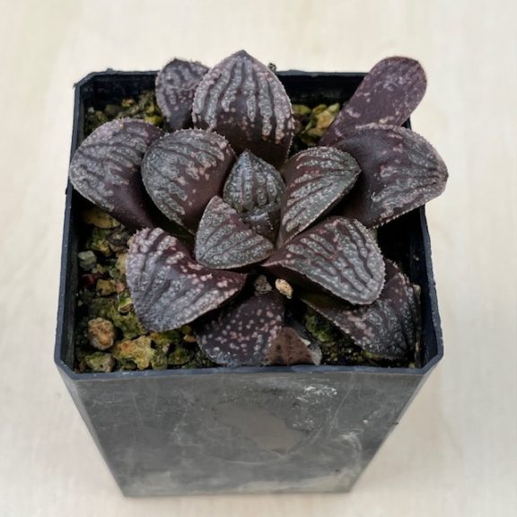 Haworthia splendens 'PEARL'