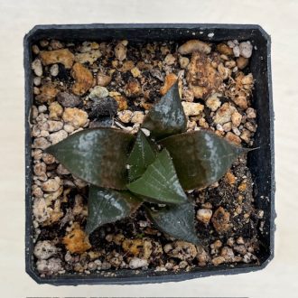 Haworthia badia 'PINKY'
