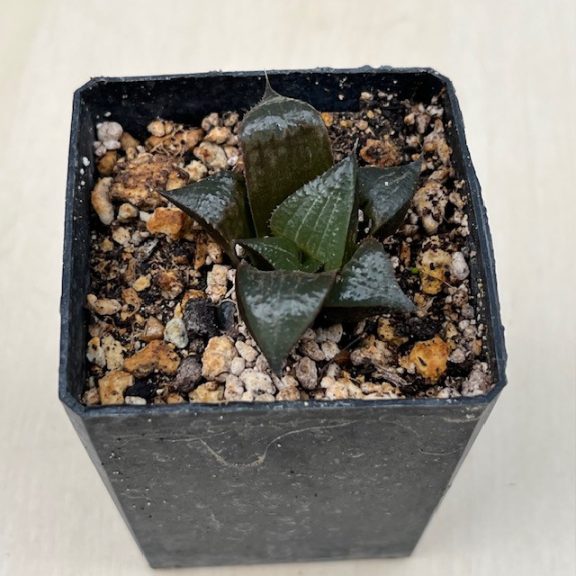 Haworthia badia 'PINKY'