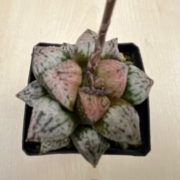 Haworthia picta 'PANDORA MAGICBOX'