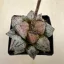 Haworthia picta 'PANDORA MAGICBOX'