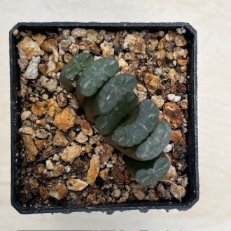 Haworthia truncata 'KAZAN -VOLCANO'