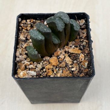 Haworthia truncata 'KAZAN -VOLCANO'