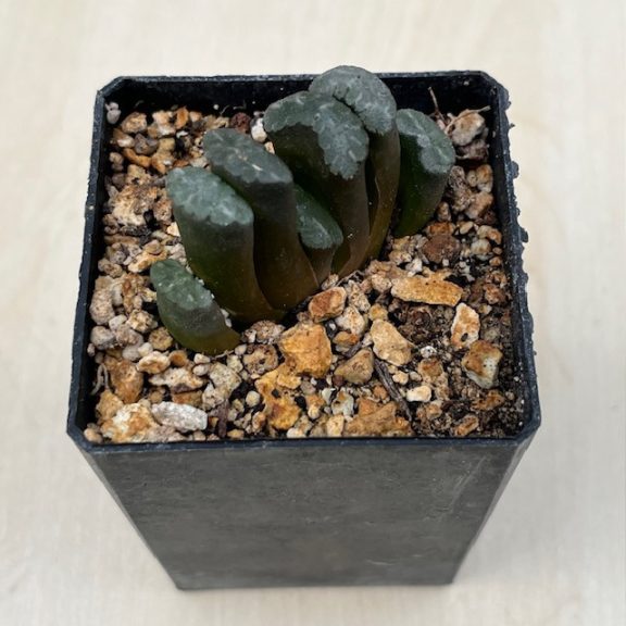 Haworthia truncata 'KAZAN -VOLCANO'