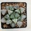 Haworthia splendens 'LOVEHEARTS'