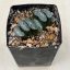 Haworthia truncata 'GENBU'