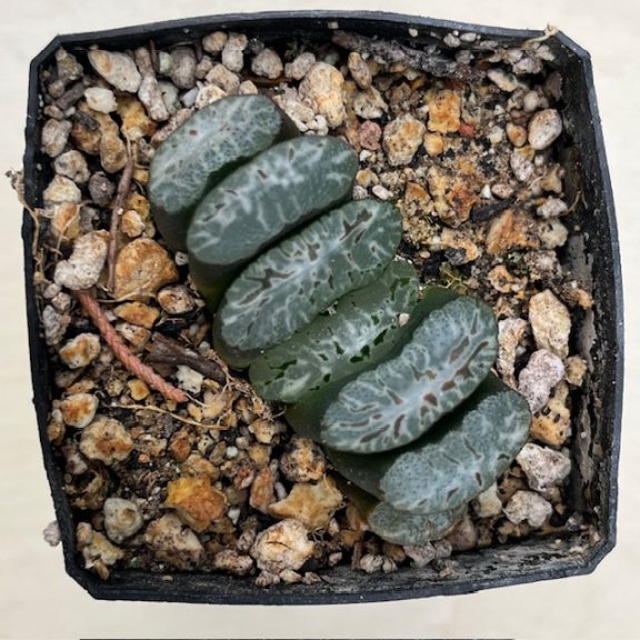 Haworthia truncata 'GENBU'