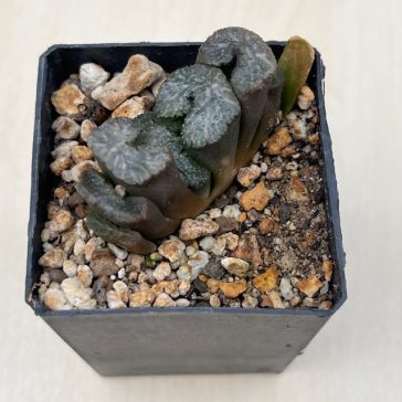   Haworthia truncata 'BLACK WOUTERS' ' KUROBUTAI'