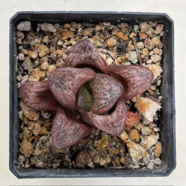   Haworthia splendens 'INCAROSE' (Silver Mutica x Splendens White Wolf (H. silvania))