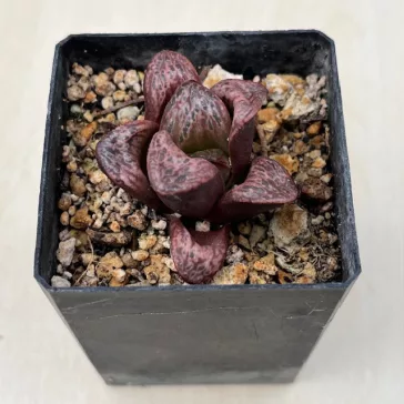   Haworthia splendens 'INCAROSE' (Silver Mutica x Splendens White Wolf (H. silvania))