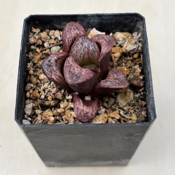 Haworthia splendens 'INCAROSE' (Silver Mutica x Splendens White Wolf (H. silvania))